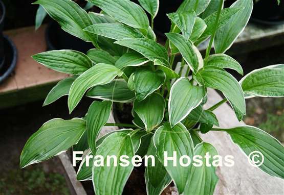 Hosta sieboldii